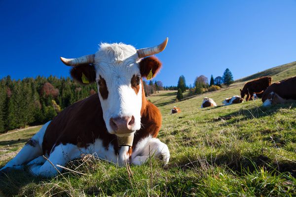 Hinterwlder Rinder sind besonders angepasst an die Steillagen im Schwarzwald  Clemens Emmler