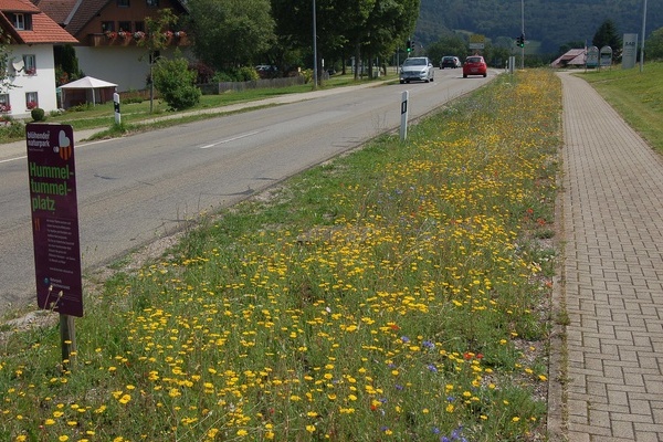 Blhflche in Rickenbach: Nicht nur Insekten freuen sich ber das Futter, auch das menschliche Auge kann sich an dem Anblick der Wildblumen erfreuen.  Naturpark Sdschwarzwald.