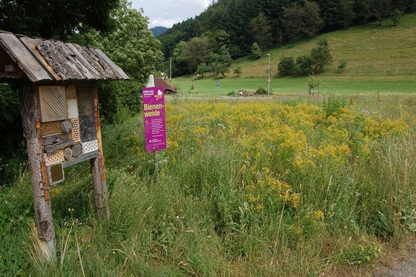 Blhflche in Gutach im Breisgau: Zustzlich zur Wildblumenwiese bietet das Insektenhotel eine hilfreiche Nist- und berwinterungshilfe.  Naturpark Sdschwarzwald.