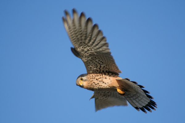 Turmfalke im Rttelflug  S. Schrder-Esch